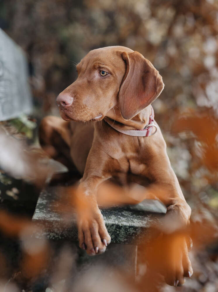 Anika Lowry Photography (Anika Lowry Photography)