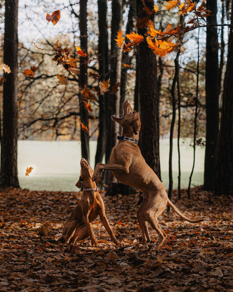 Anika Lowry Photography (Anika Lowry Photography)