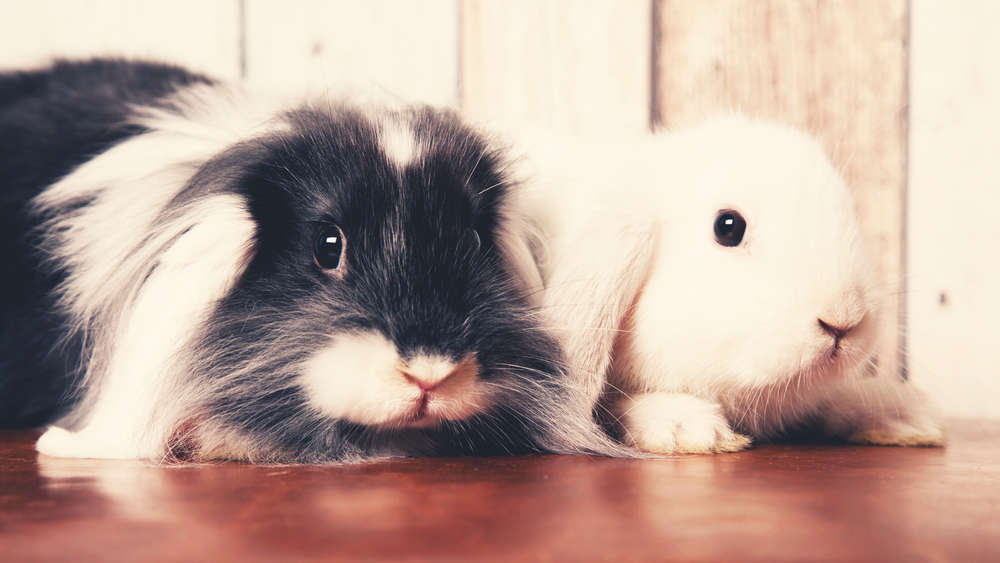 Fotografie Melanie Löffler (Fotografie Melanie Löffler)