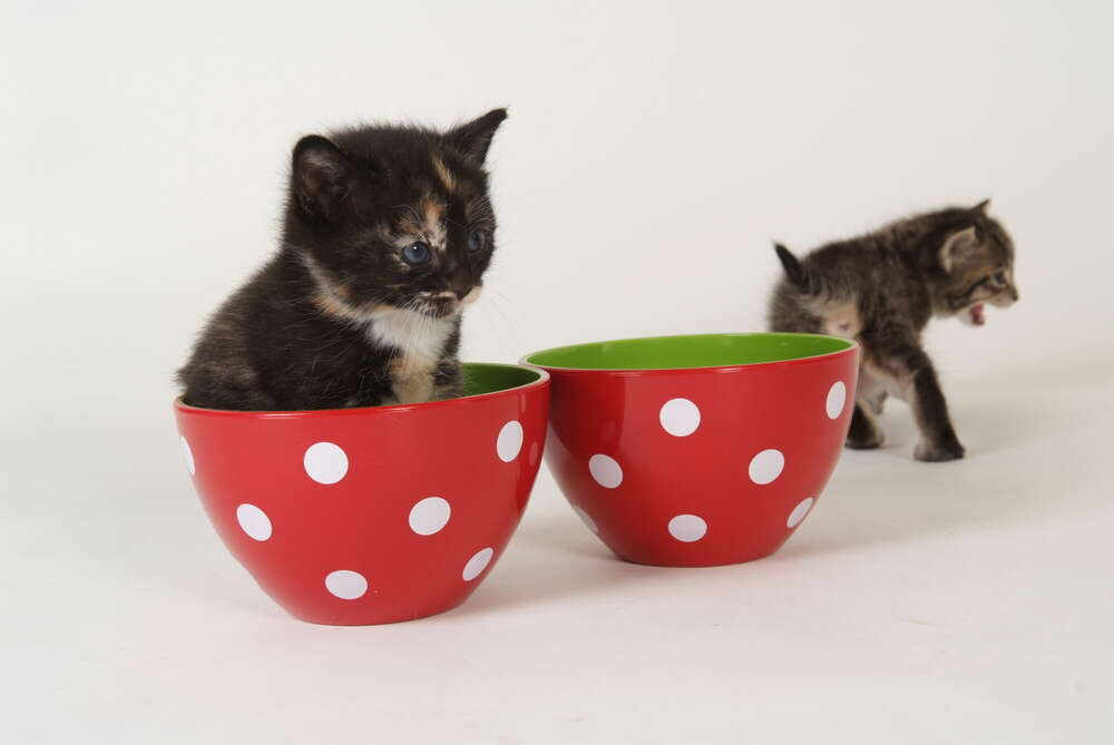 Tiere (Fotostudio Schruhl)