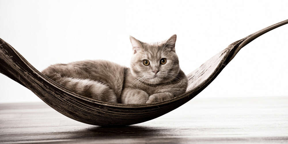 Fotostudio Lüneburger Heide (Fotostudio Lüneburger Heide)