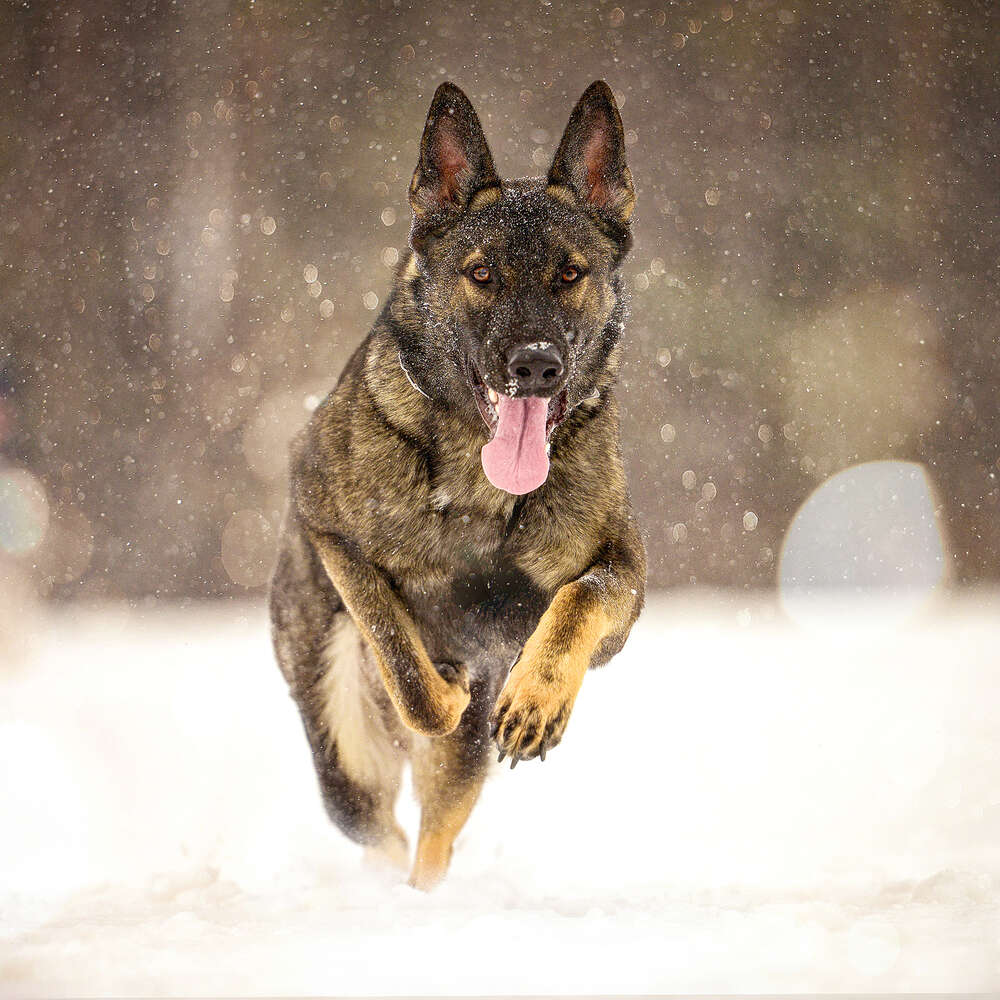 Fotostudio Lüneburger Heide