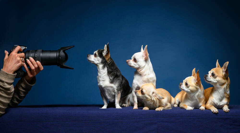 Tiere (Studio157 - kreative Fotografie)