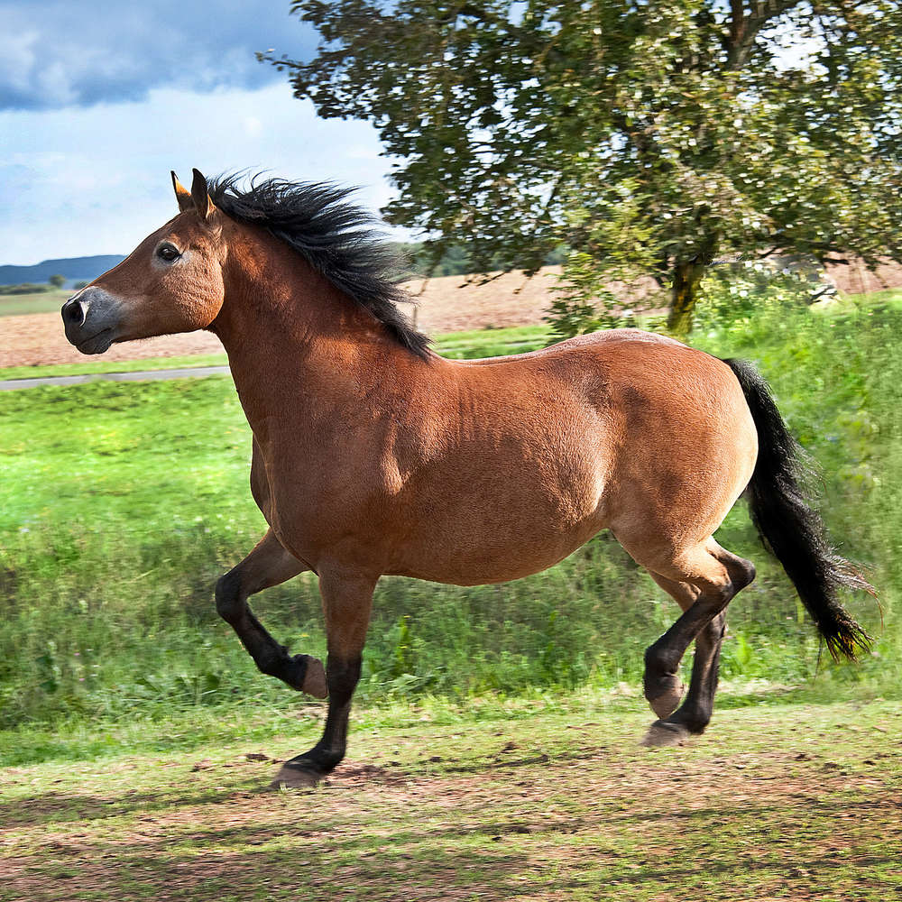 Foto-Atelier Schild-Vogel (Foto-Atelier Schild-Vogel)