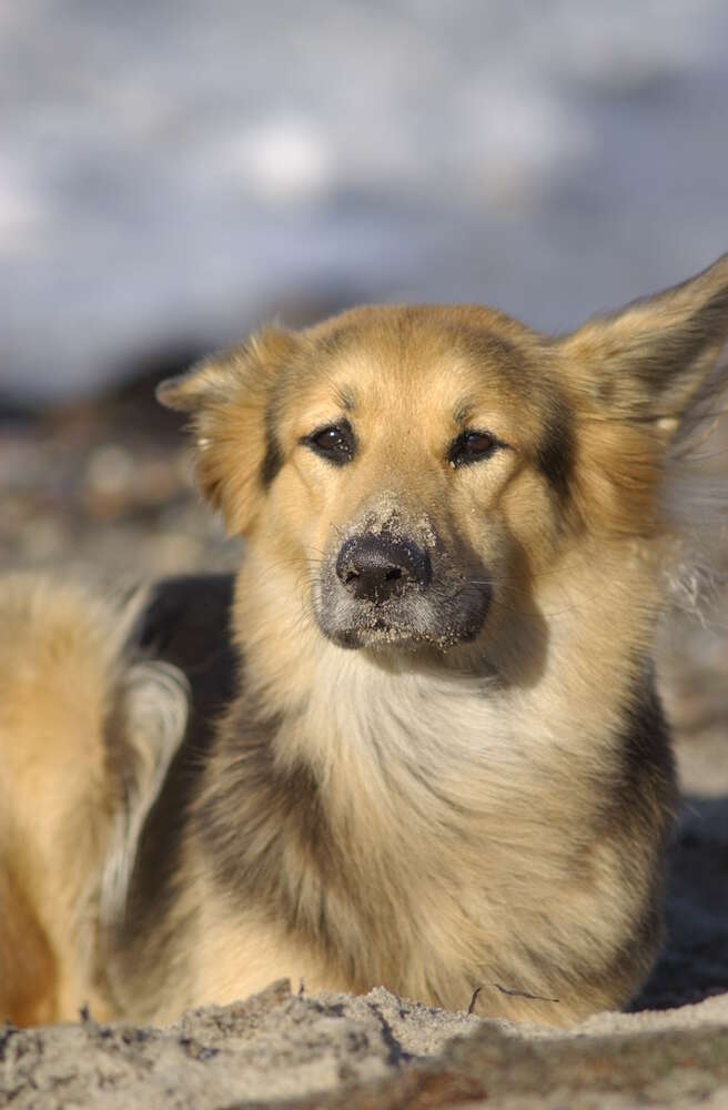 Frieda (Silke Heyer Photographie)