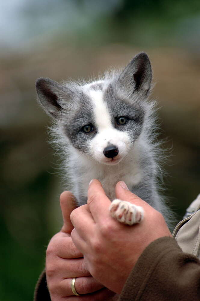 kleines Fuchsbaby (Silke Heyer Photographie)