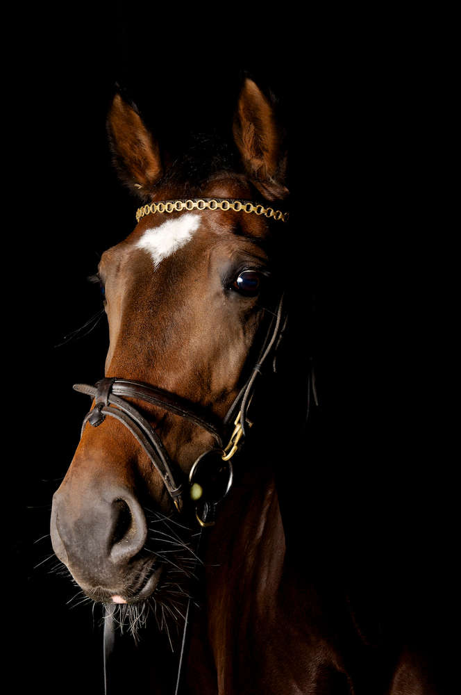 Tierfotografie (Thorsten Maas Fotografie)