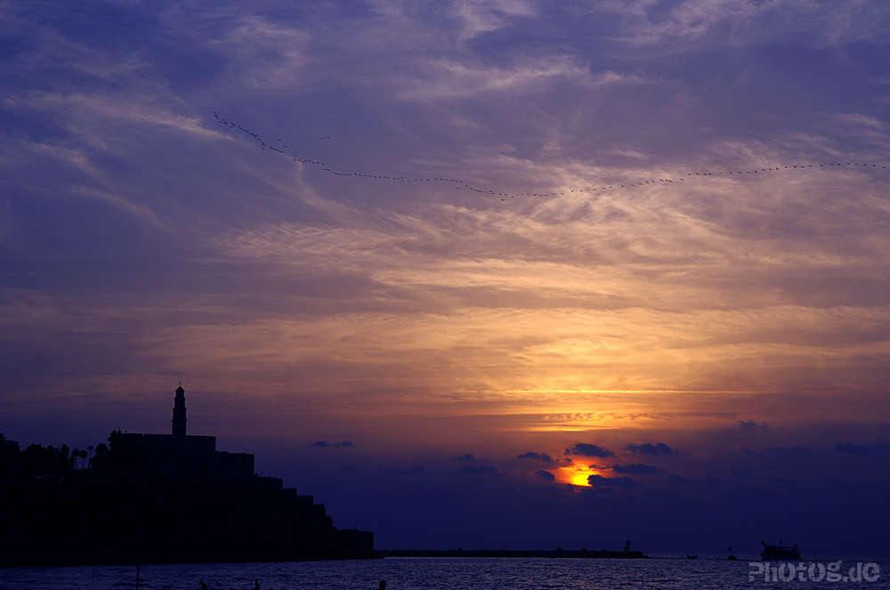 Vogelzug nach Süden über Jaffa, Tel Aviv-Yafo (photog.de  -  Presse - Reportage - Workshops)