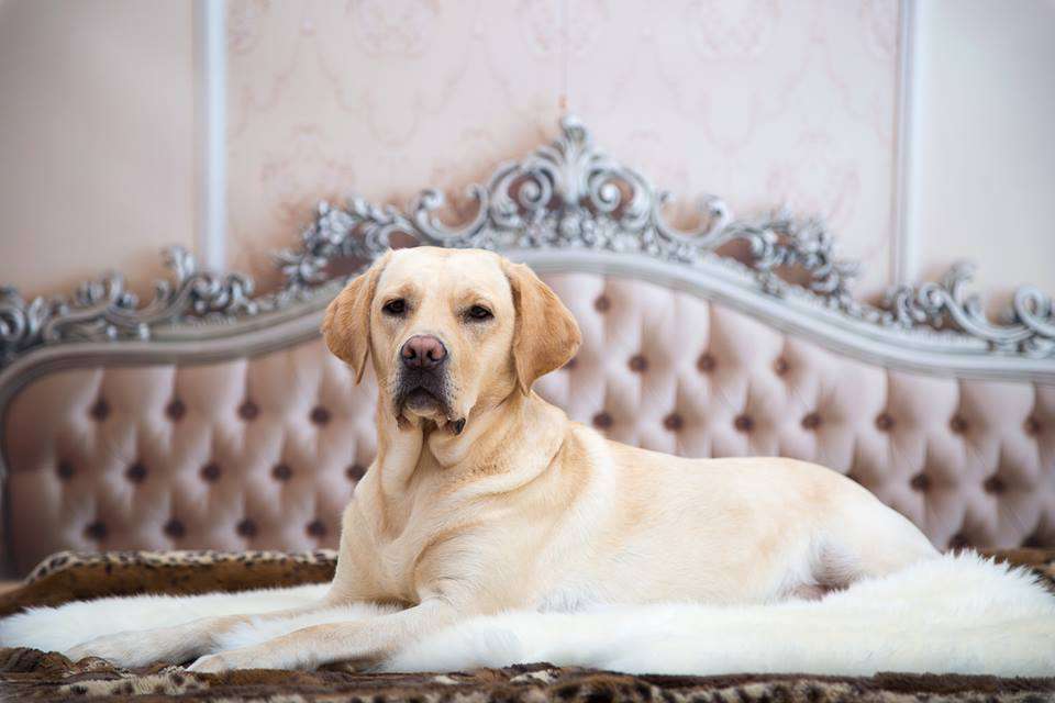 Tierfotografie (Photostudio)