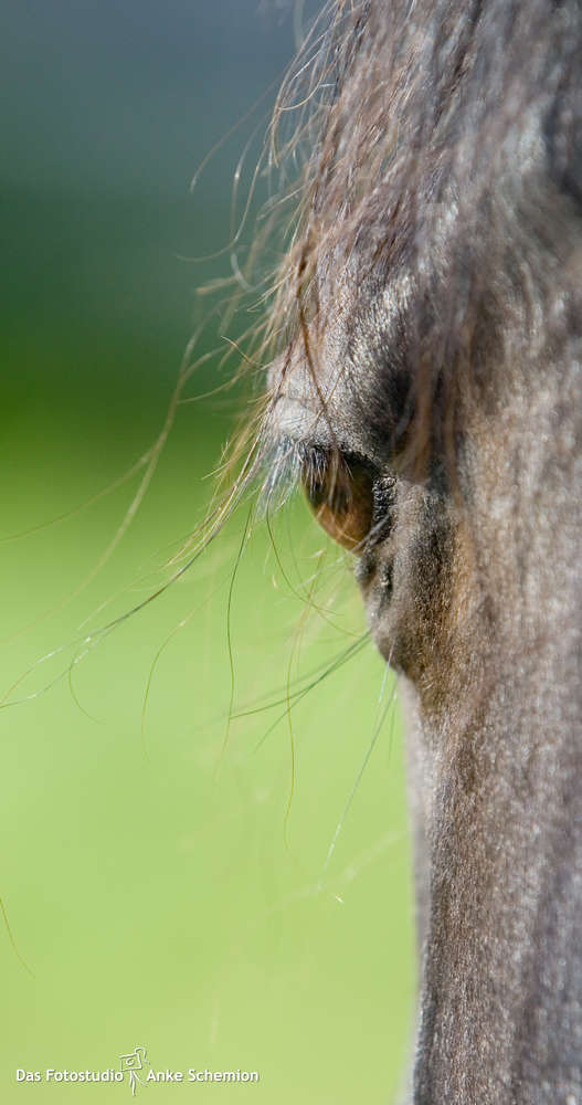Tierfotografie (Das Fotostudio Anke Schemion)