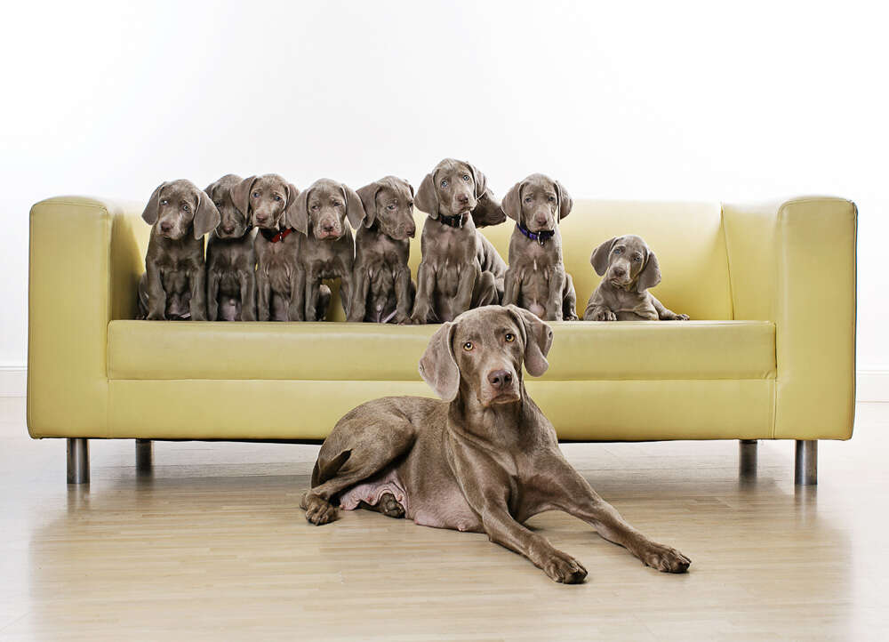 Fotoatelier Iris Jensen (Fotoatelier Iris Jensen)