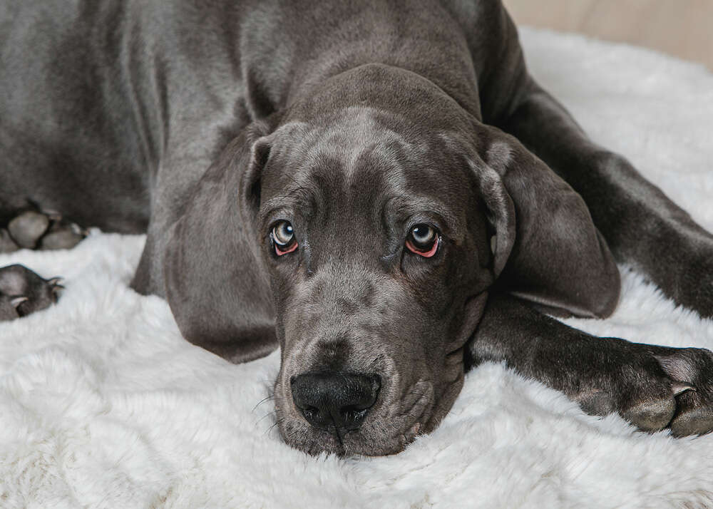 Fotoatelier Iris Jensen (Fotoatelier Iris Jensen)