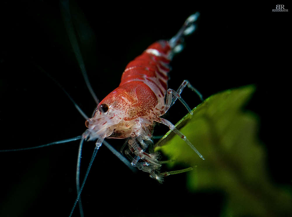 Süßwassergarnele (Björn Reuter Fotografie)