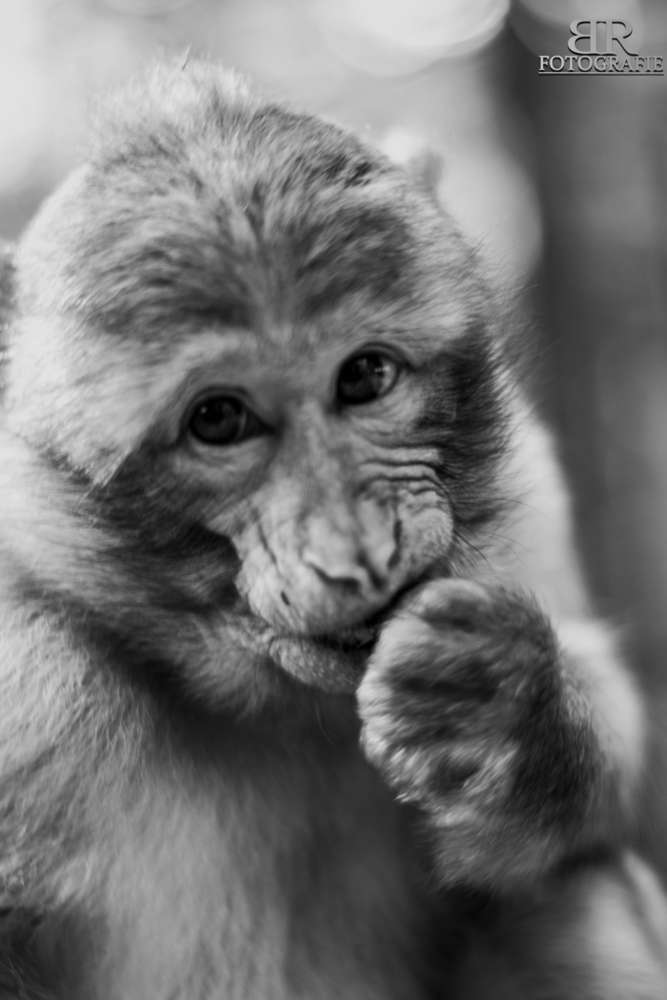 Affe im Tierpark Daun (Björn Reuter Fotografie)