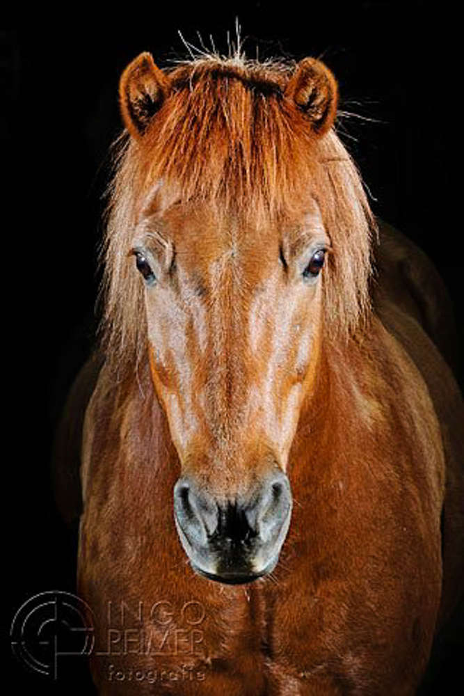 Tiere (Ingo Reimer Fotografie)