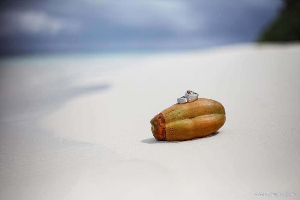 Diary of my Dreams Fotografie (Diary of my Dreams Fotografie)