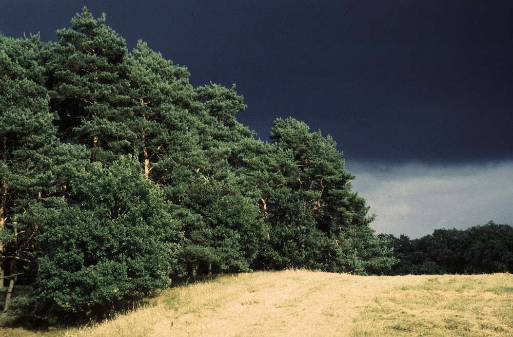 Andreas Schwarzrock Photography (Andreas Schwarzrock Photography)