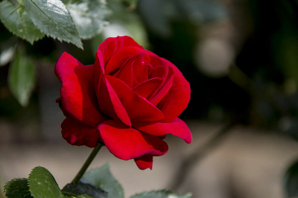 Andreas Schwarzrock Photography (Andreas Schwarzrock Photography)