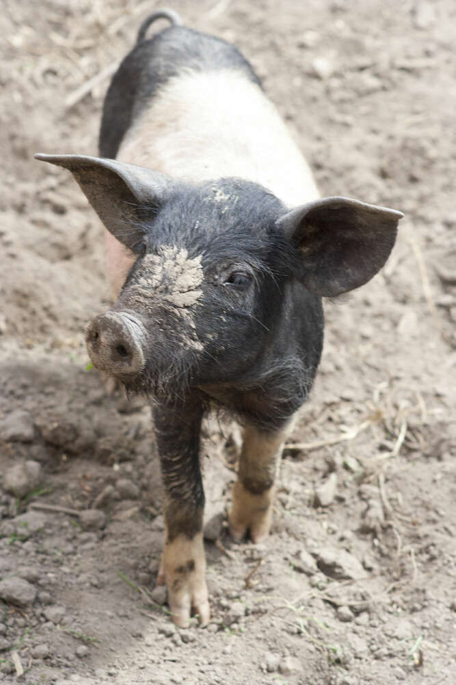 Andreas Schwarzrock Photography (Andreas Schwarzrock Photography)