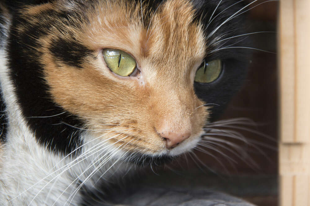 Andreas Schwarzrock Photography (Andreas Schwarzrock Photography)