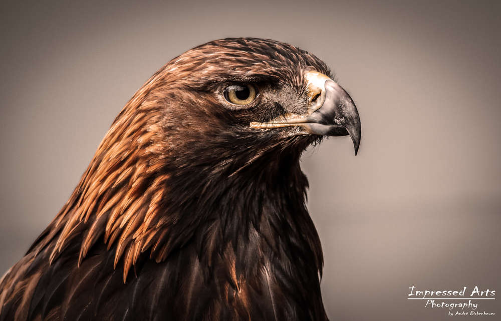 Impressed Arts Photography by Andre Birkenheuer