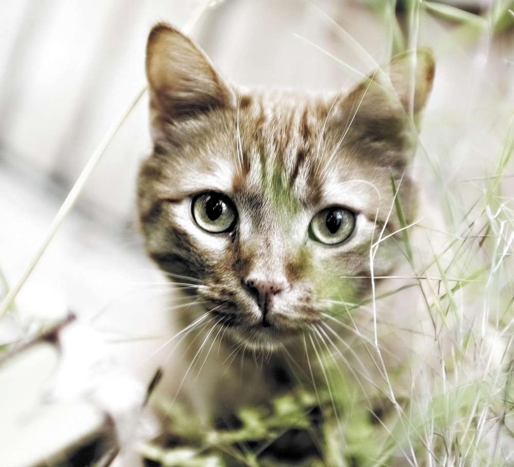 Das Leben und eine Katze ... (jenny klestil photograpphy)