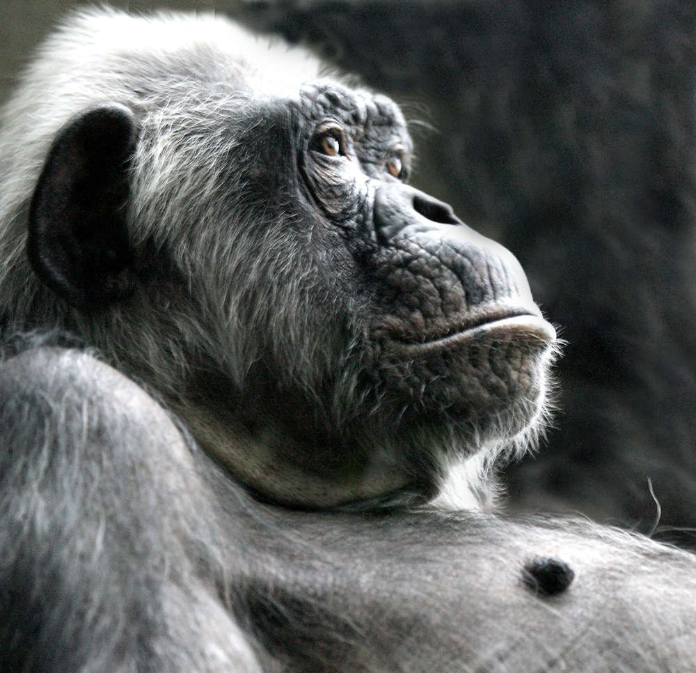 Profilbild (jenny klestil photograpphy)