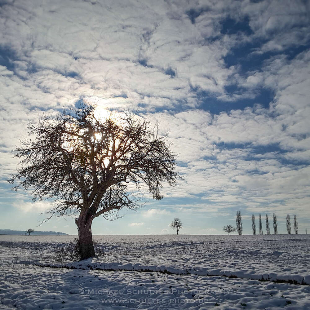 Winterbaum im Gegenlicht (Michael Schultes Photography)
