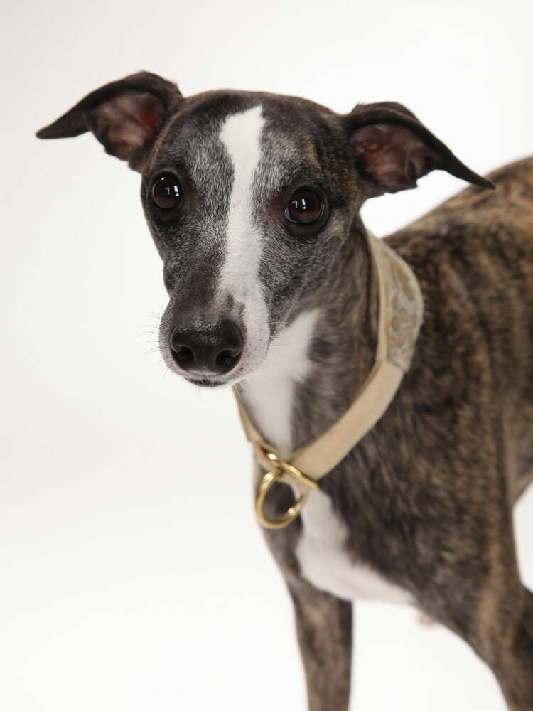 Fotostudio Krakowitzer (Fotostudio Krakowitzer)