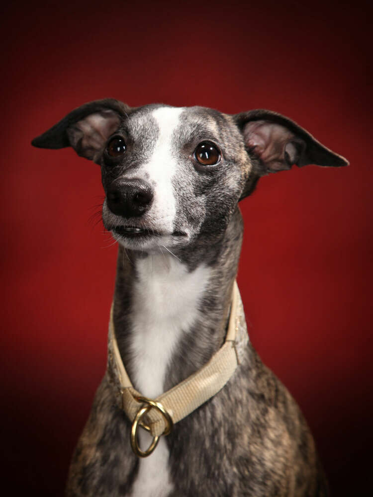 Fotostudio Krakowitzer (Fotostudio Krakowitzer)