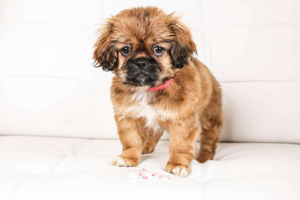 PicturePeople Bochum II