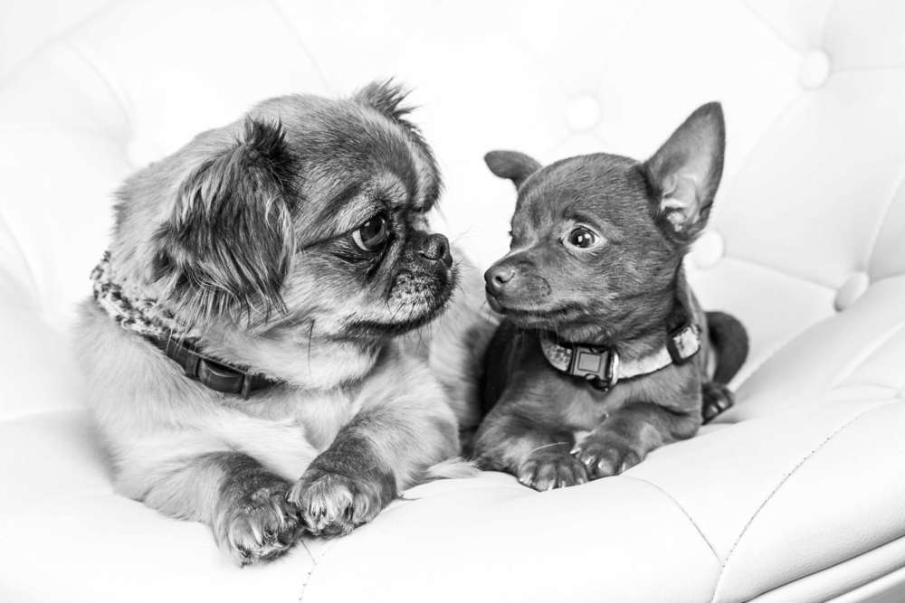 PicturePeople Fotostudios Mainz (PicturePeople Fotostudios Mainz)