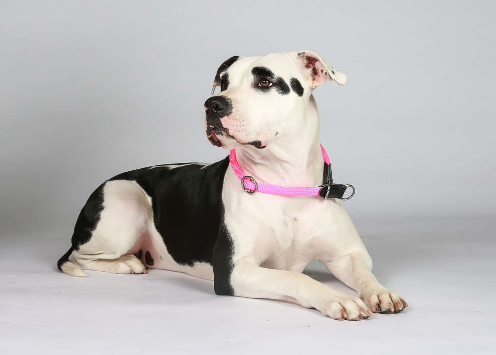 bildfaengerTierfotografie