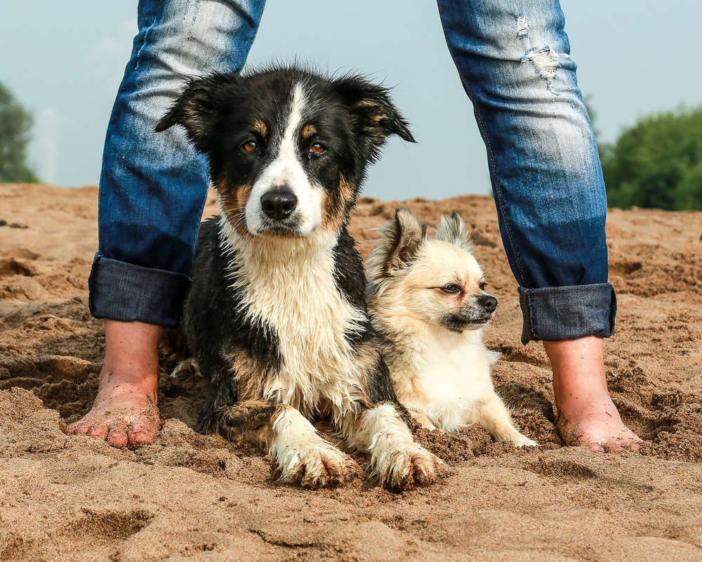 bildfaengerTierfotografie