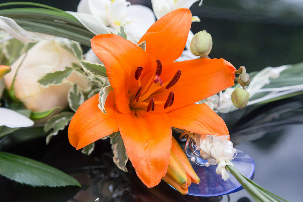 Atelier EL (Atelier EL)