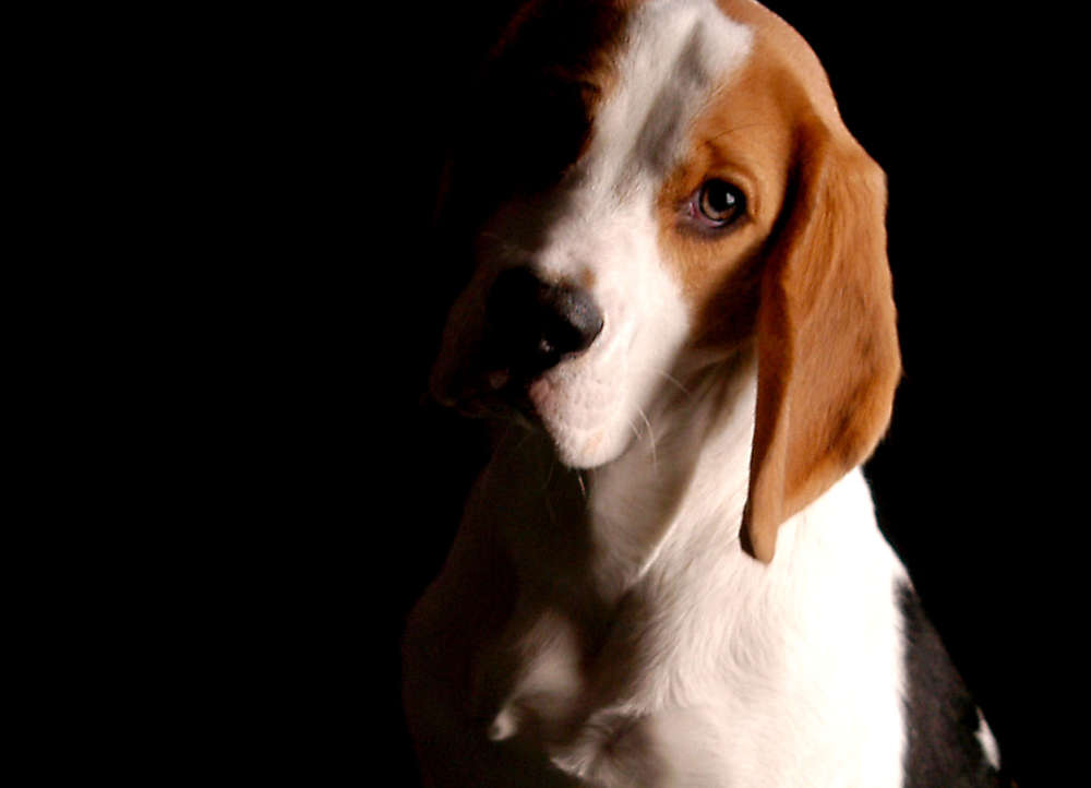 Patricia Johnson Fotografie