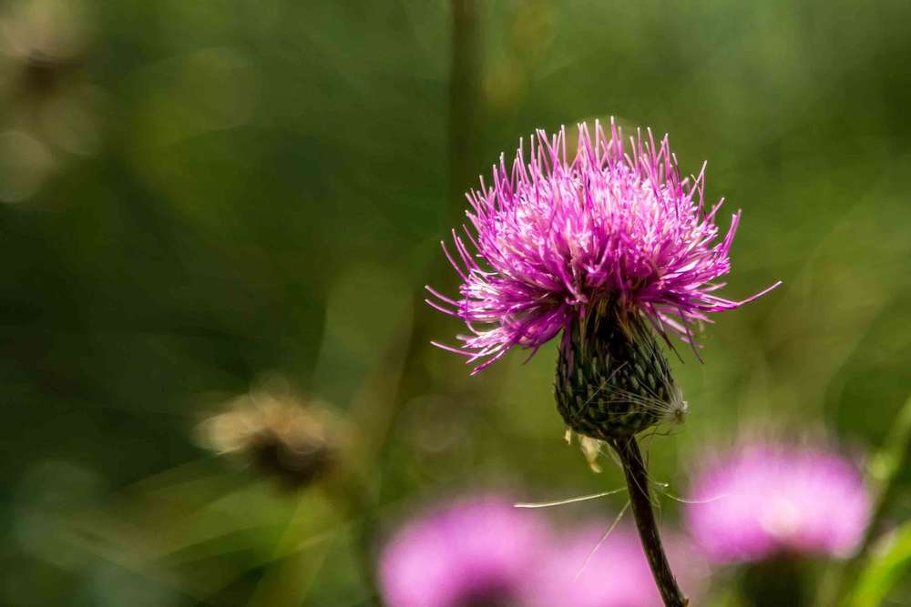 Diestel (Bianca Bürger *Fotografie*)