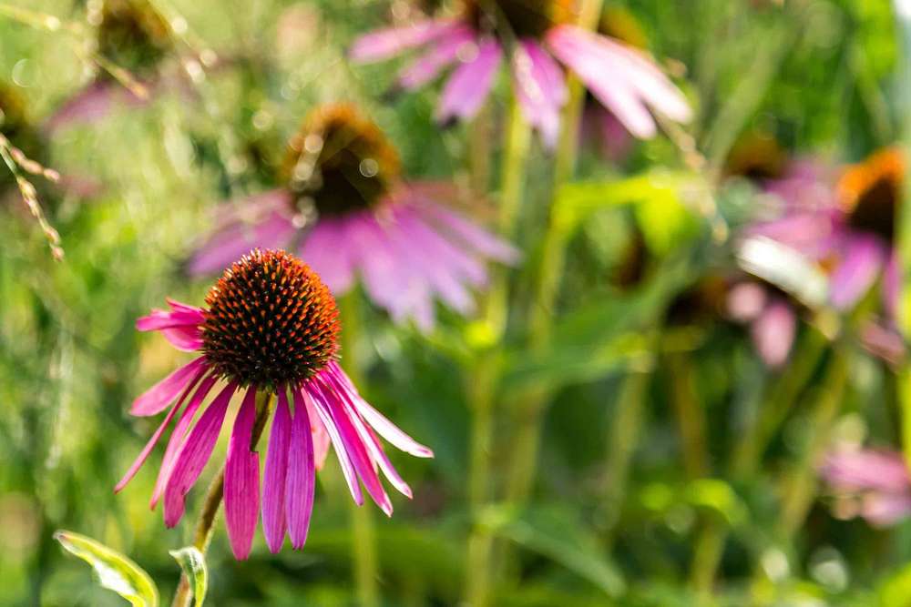 Echinacea (Bianca Bürger *Fotografie*)