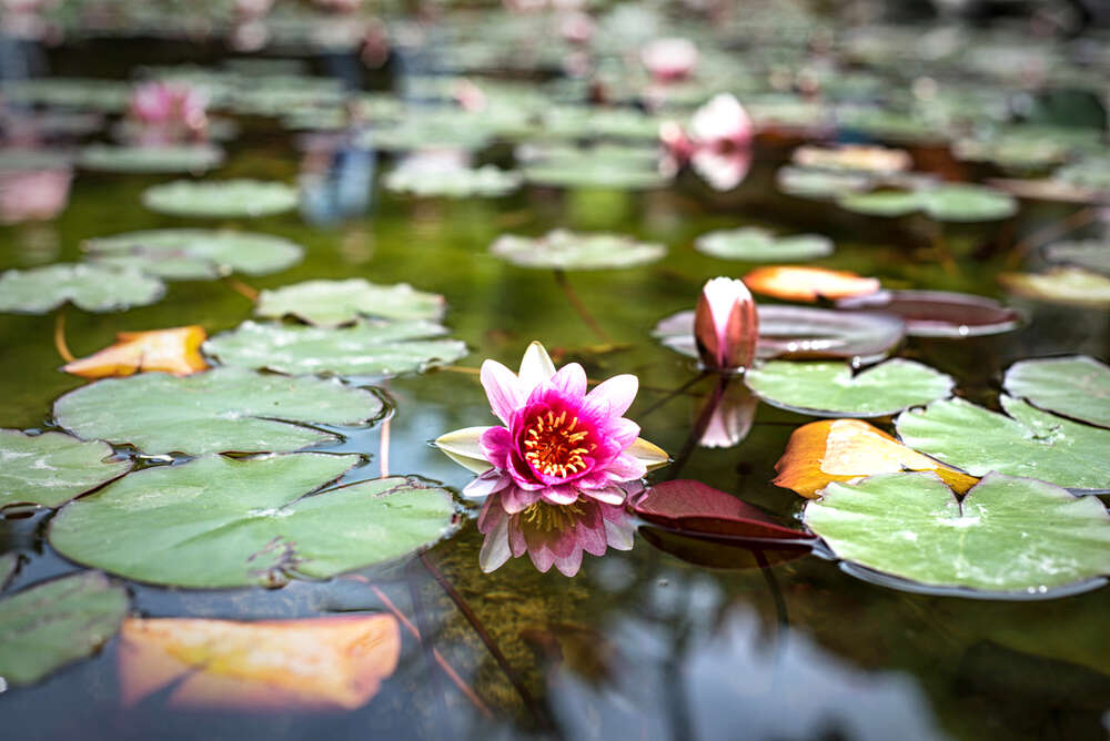 Ariane Gramelspacher