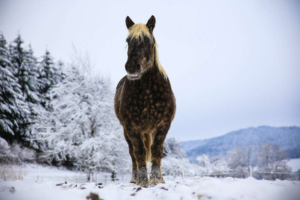 Schneepferd (die Schnappschützen)