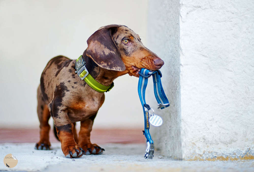 Spoerle  •  Dackelfotografie (Spoerle  •  Dackelfotografie)