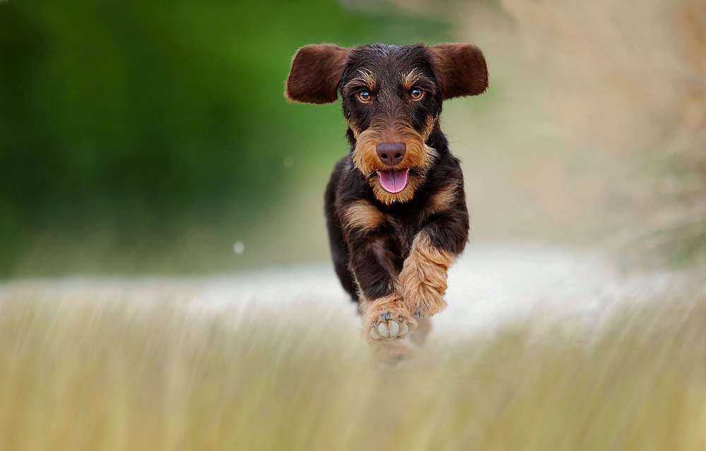 Spoerle  •  Dackelfotografie