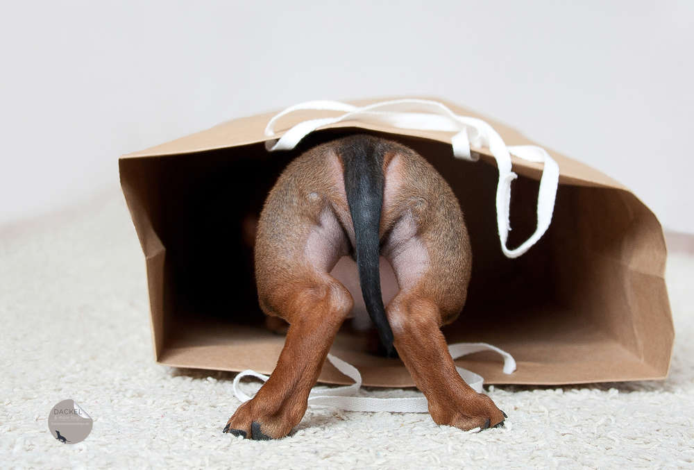 Spoerle  •  Dackelfotografie