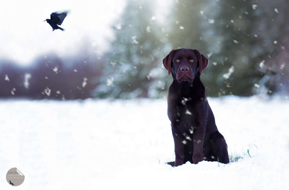 Spoerle  •  Dackelfotografie