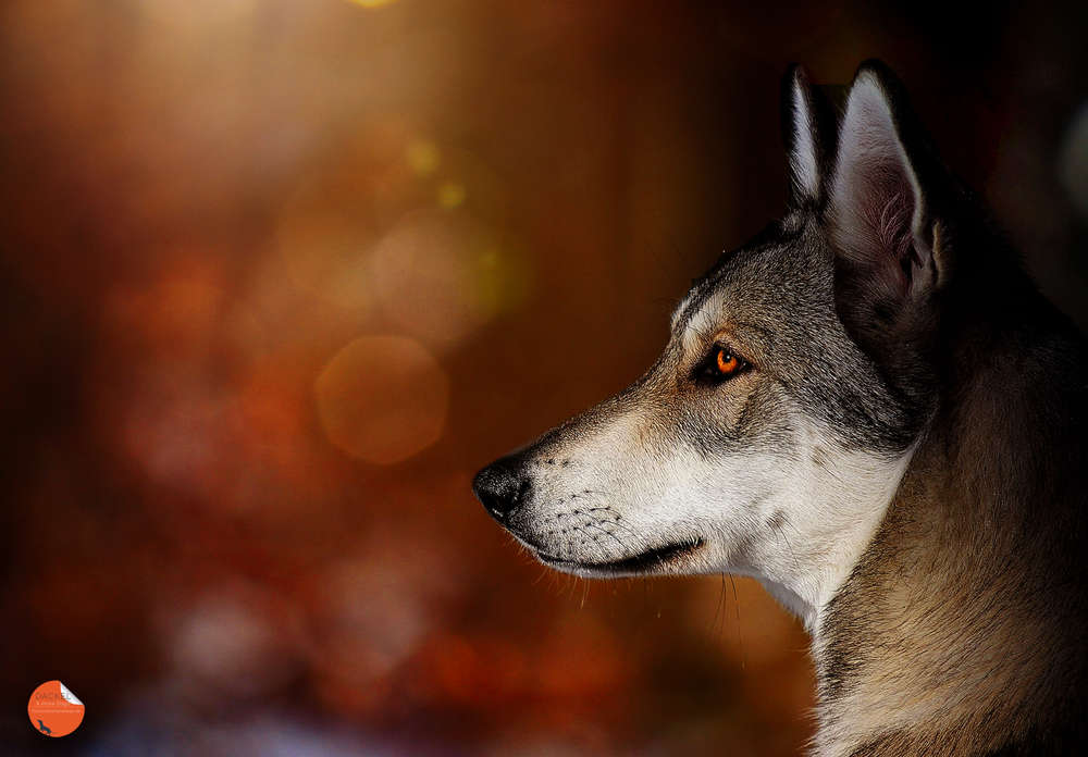 Spoerle  •  Dackelfotografie