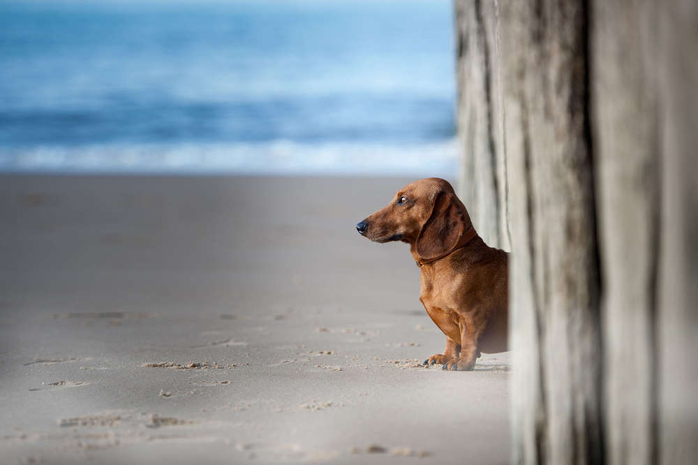 Spoerle  •  Dackelfotografie