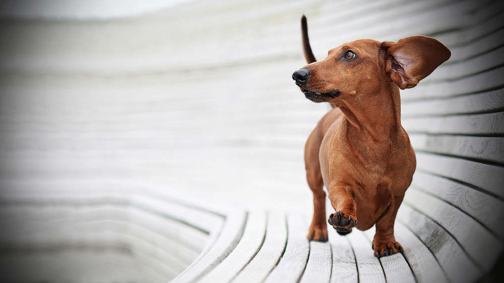 Spoerle  •  Dackelfotografie