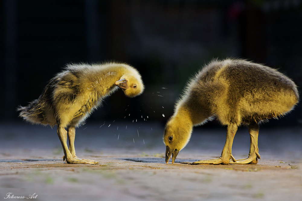 Schleudergang (Wollenheit)
