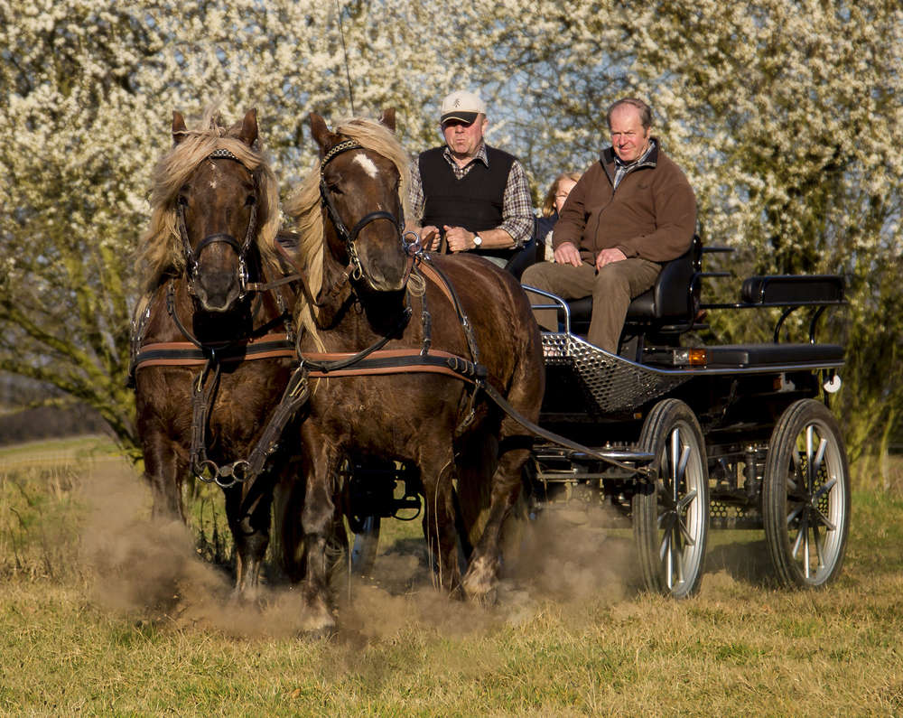 Pferdestärken (Wollenheit)