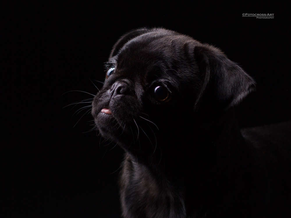 Wollenheit (Wollenheit)